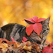 foto-kat-herfstbladeren-herfst-achtergrond