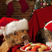 foto-van-een-hond-en-kat-met-een-kerstmuts-op-hun-kop-hd-kerst-wa