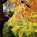 foto-van-een-kat-in-een-boom-met-herfstbladeren-hd-katten-achterg