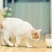 foto-van-een-kat-met-een-glas-melk-hd-katten-achtergrond