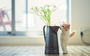 foto-van-een-klein-katje-en-een-vaas-met-bloemen-hd-katten-achter