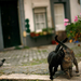 foto-van-twee-verliefde-katten-op-straat-hd-katten-wallpaper