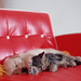 hd-achtergrond-met-een-hond-en-kat-die-naast-elkaar-liggen-te-sla