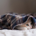 hd-achtergrond-met-een-kat-onder-een-deken-hd-katten-wallpaper-fo