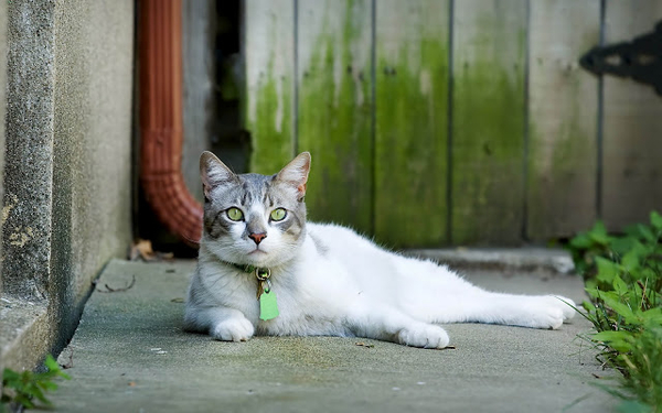 hd-achtergrond-van-een-kat-lekker-aan-het-luieren-hd-wallpaper