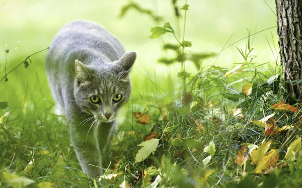 hd-katten-achtergrond-grijze-kat-sluipend-door-struikgewas-hd-kat