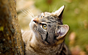 hd-katten-achtergrond-met-een-kat-die-in-een-boom-wil-klimmen-hd-