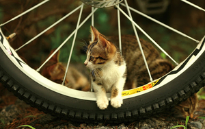 hd-katten-achtergrond-met-een-kat-tussen-de-spaken-van-een-wiel-h