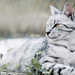 hd-katten-achtergrond-met-een-mooie-witte-kat-wallpaper