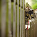 hd-katten-wallpaper-een-kat-op-een-hek-hd-katten-achtergrond-foto