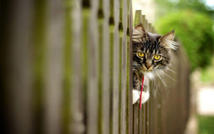 hd-katten-wallpaper-een-kat-op-een-hek-hd-katten-achtergrond-foto