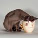 hd-katten-wallpaper-met-een-kat-die-melk-drinkt-uit-een-mok-achte