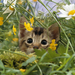 hd-katten-wallpaper-met-een-kat-tussen-de-bloemen-katten-achtergr