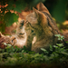 hd-katten-wallpaper-met-twee-katten-aan-het-spelen-hd-kat-achterg