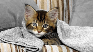 hd-katten-wallpapers-een-kat-onder-een-deken-hd-achtergronden