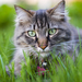 hd-wallpaper-met-een-grijze-kat-in-het-hoge-gras-hd-katten-achter