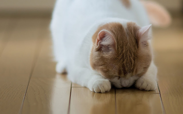 katten-achtergrond-met-een-kat-op-laminaat-vloer