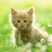 cute-cats-6-1280x800