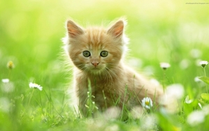 cute-cats-6-1280x800