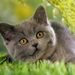 cute-cats-8-1280x800