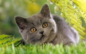 cute-cats-8-1280x800