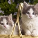 cute-cats-9-1280x800