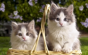 cute-cats-9-1280x800