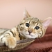 cute-cats-10-1280x800