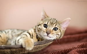 cute-cats-10-1280x800