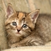 cute-cats-11-1280x800