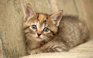 cute-cats-11-1280x800