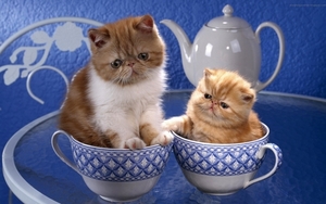 cute-cats-12-1280x800