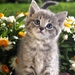 cute-cats-14-1280x800