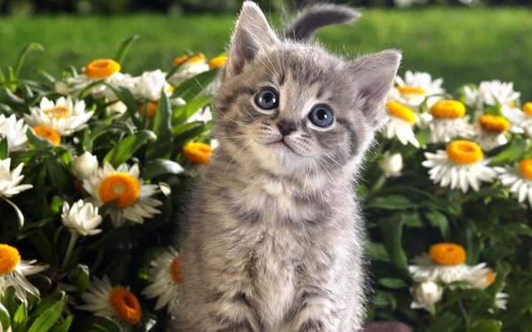 cute-cats-14-1280x800