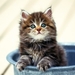 cute-cats-15-1280x800