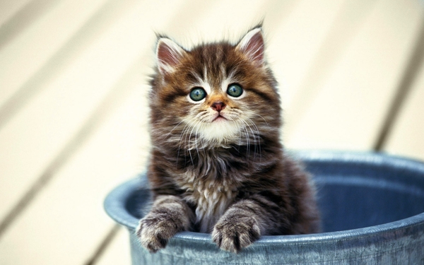 cute-cats-15-1280x800