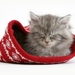 cute-cats-17-1280x800