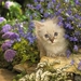 cute-cats-18-1280x800