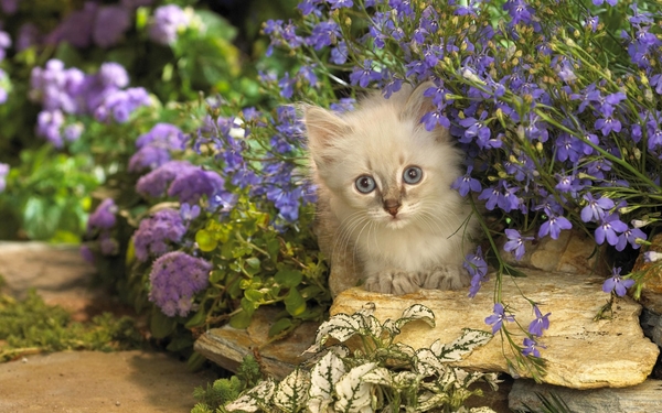 cute-cats-18-1280x800