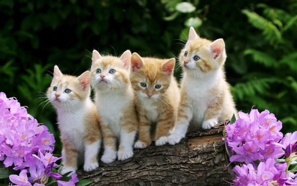 cute-cats-19-1280x800