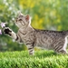 cute-cats-20-1280x800