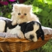 cute-cats-21-1280x800