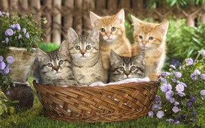 cute-cats-22-1280x800