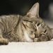 cute-cats-23-1280x800