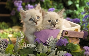 cute-cats-24-1280x800