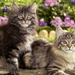 cute-cats-25-1280x800