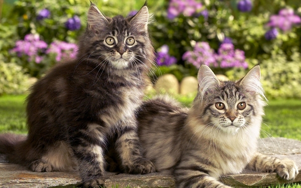 cute-cats-25-1280x800