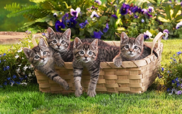 cute-cats-26-1280x800