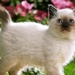 cute-cats-27-1280x800