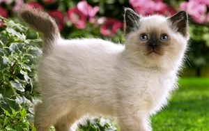 cute-cats-27-1280x800